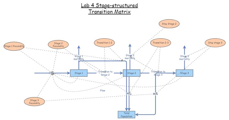 Lab 4 Stage-strucutured Transition Matrix | Insight Maker