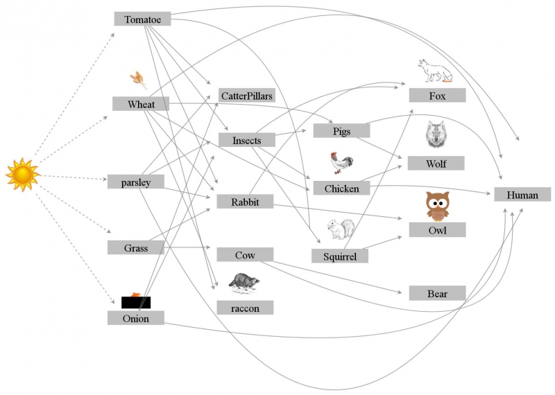 food web assignment insight maker