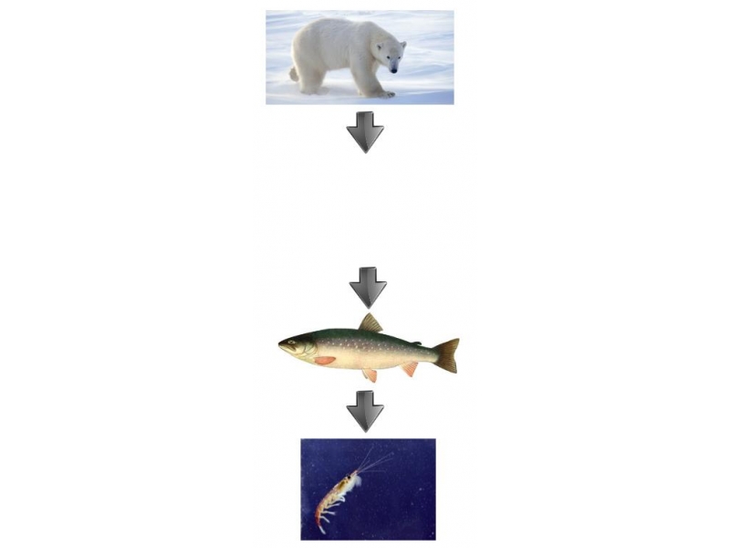 arcit/Taiga food chain in canada Biology Diagrams