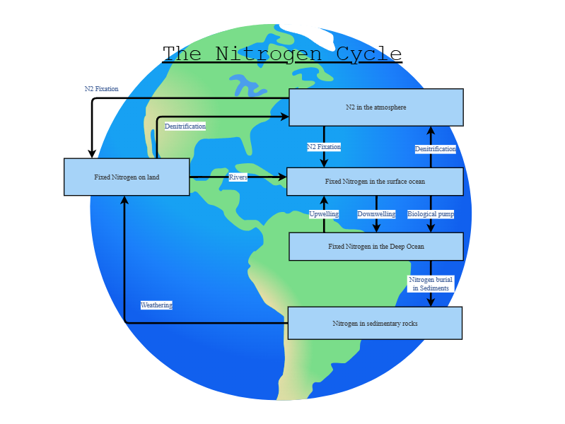 The Nitrogen Cycle | Insight Maker