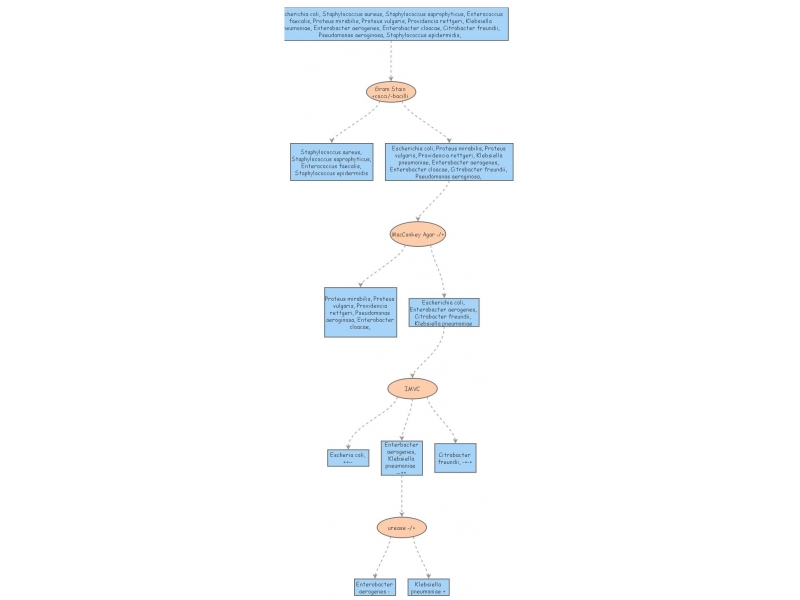 UTI diagnosis Flow Chart | Insight Maker