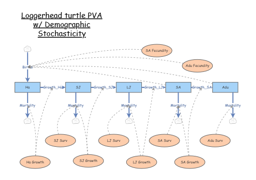 Clone of Loggerhead PVA | Insight Maker