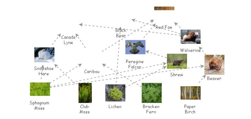 Food Web Insight Maker 9444