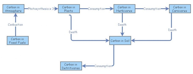 Bio exam carbon insight | Insight Maker