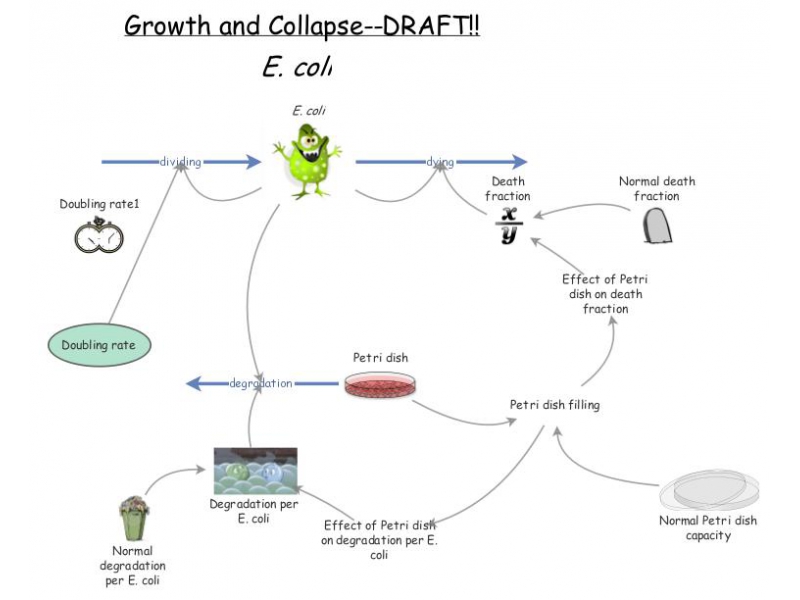 Clone of E coli life cycle model | Insight Maker