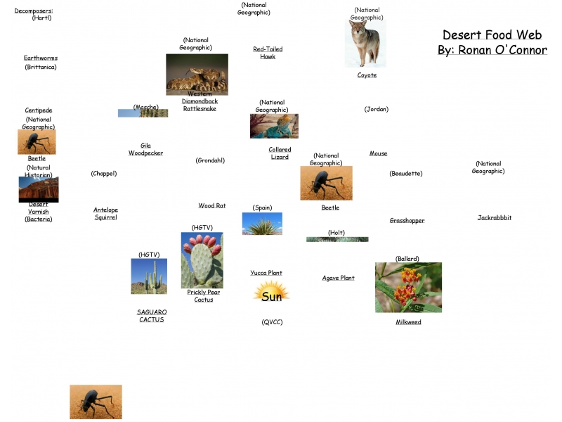 Desert Food Webs A Comprehensive Guide