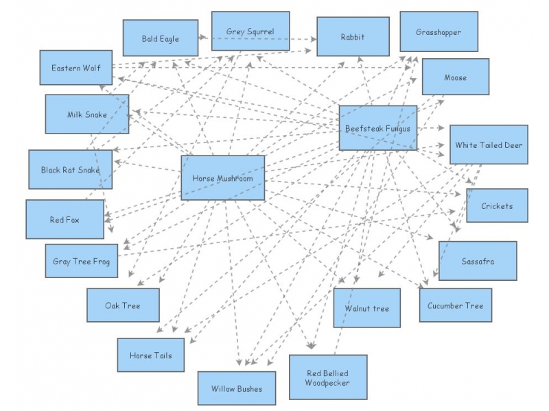 food web assignment insight maker