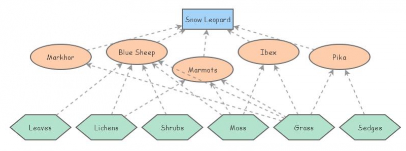 Snow leopard | Insight Maker