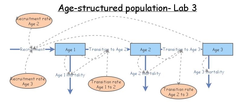 Lab 3, Exercise 4: Age-structured Models In InsightMaker | Insight Maker