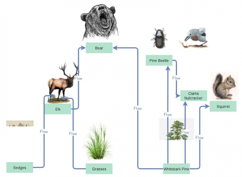 food web assignment insight maker