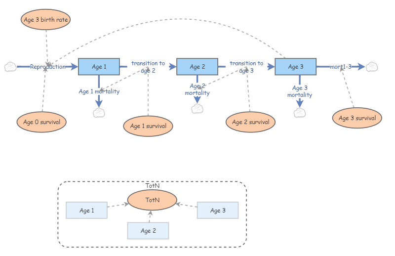 Age-Structured Model | Insight Maker