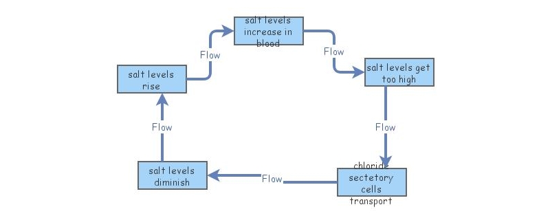 positive feedback loop | Insight Maker