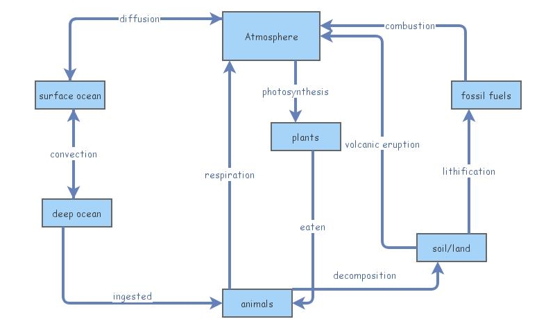 carbon cycle | Insight Maker