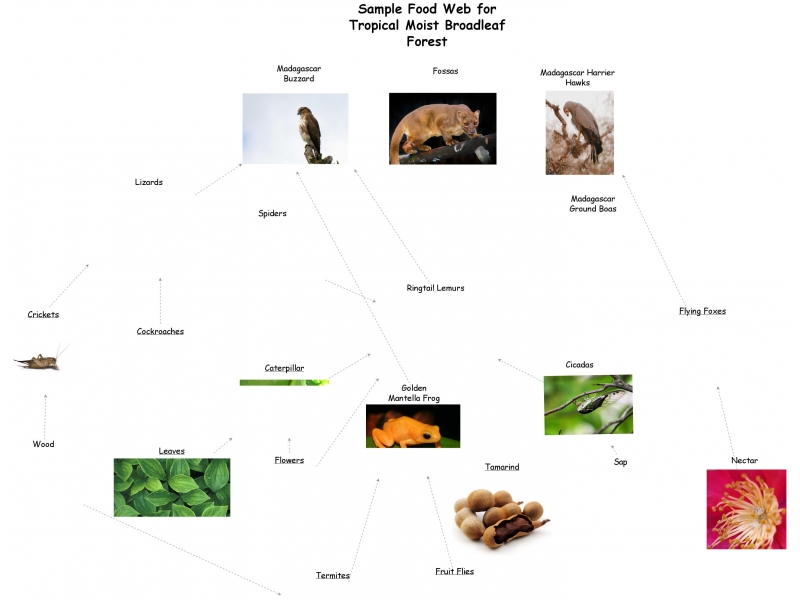 food web assignment insight maker