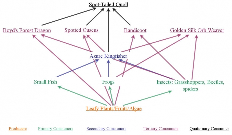 Daintree Rainforest Food Web Poster Teacher Made Twin - vrogue.co