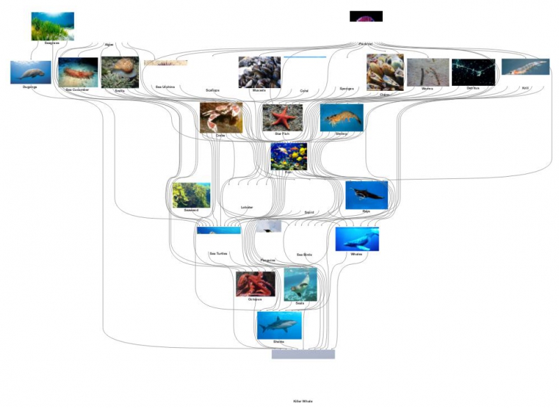 Killer Whale Food Web | Insight Maker