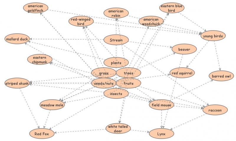 food web | Insight Maker