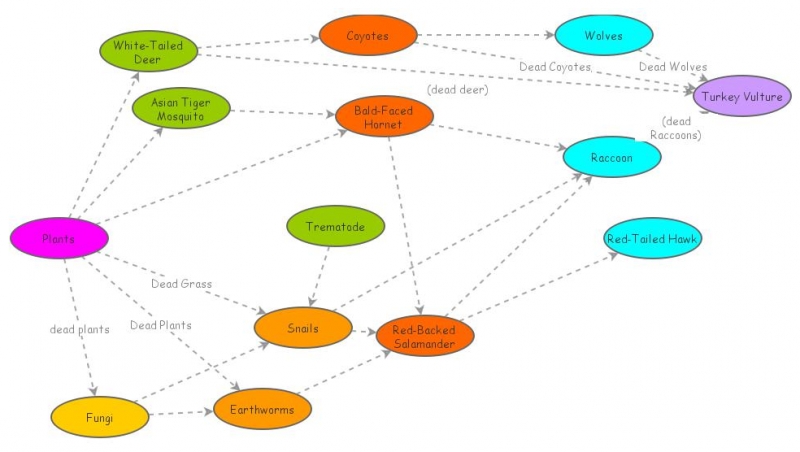 Insight Maker Biology Diagrams
