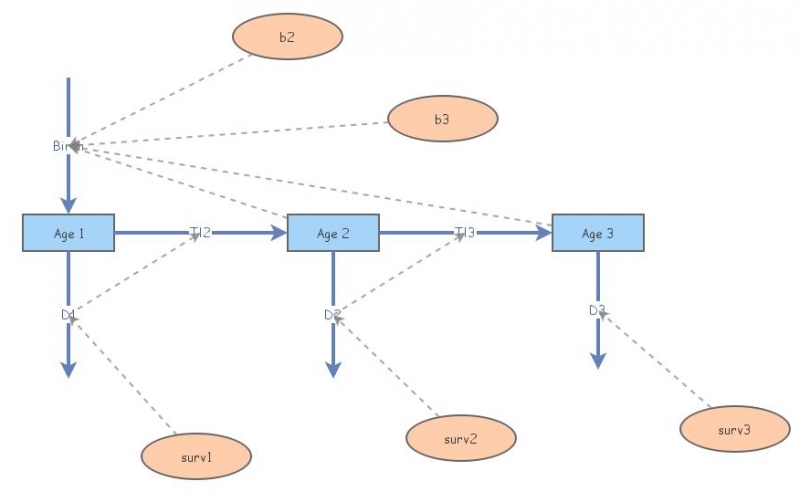 Clone of Age structured population | Insight Maker