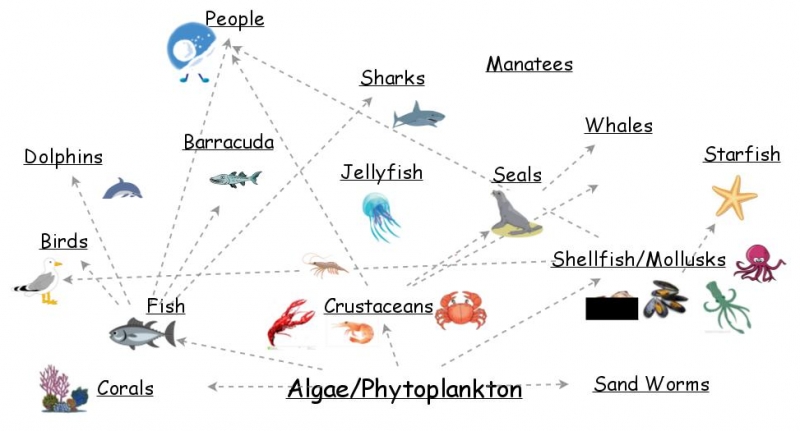 Algae Food Web Biology Diagrams