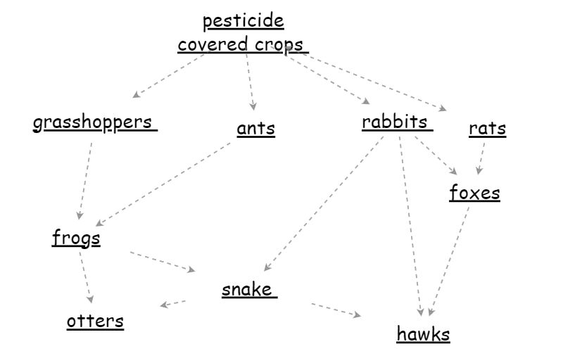 Food Web Insight Maker 0873