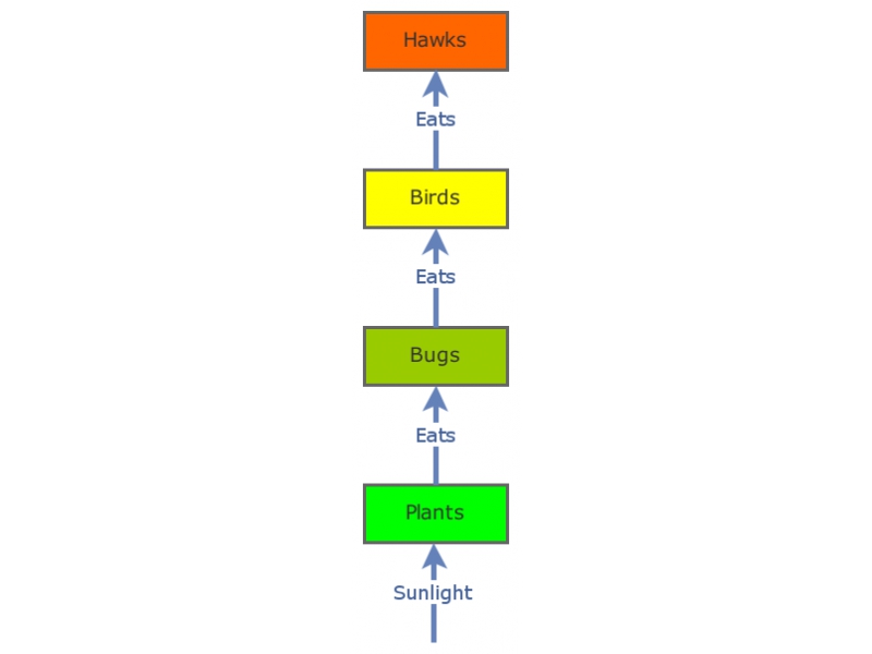 Food Chain Simulation Biology Diagrams