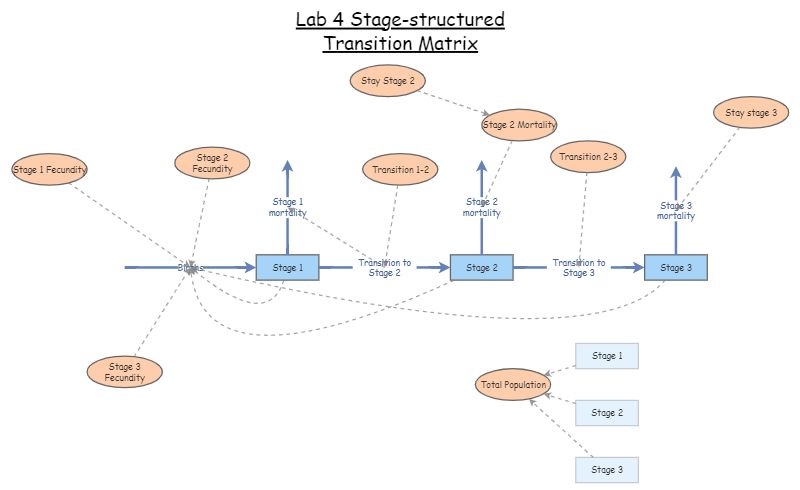 Correct Lab 4 Stage-strucutured Transition Matrix | Insight Maker
