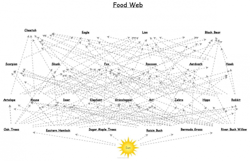 Clone of Food Web | Insight Maker