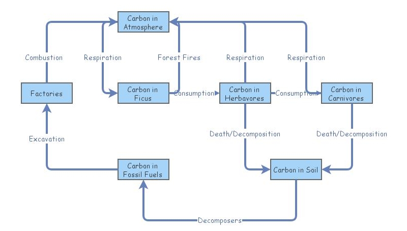 Carbon Cycle | Insight Maker