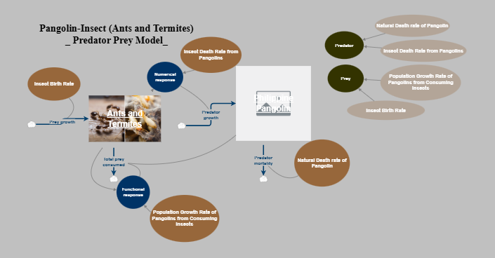 Pangolin-Insect (Ants and Termites) _ Predator Prey Model | Insight Maker