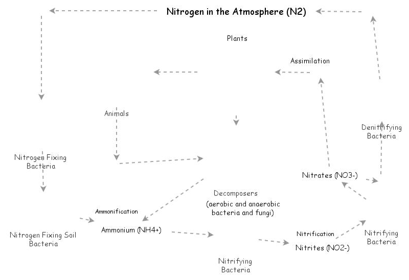 Nitrogen Cycle of the Tropical Rainforest | Insight Maker