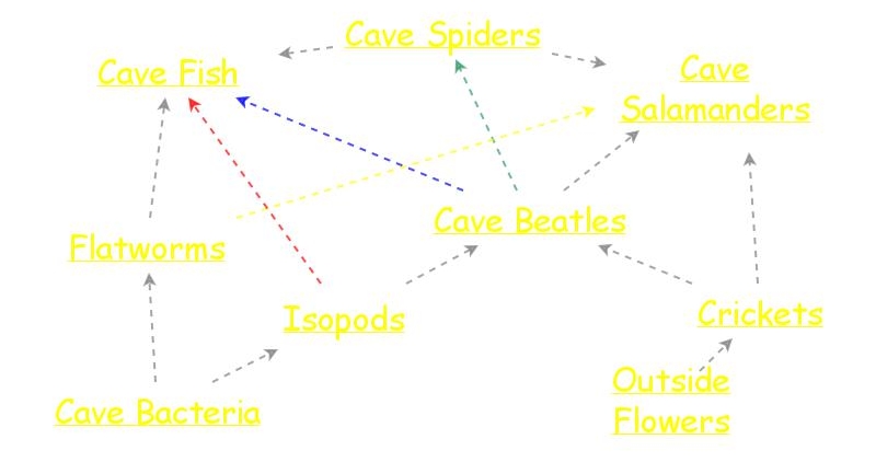 Mammoth Cave Food Web | Insight Maker