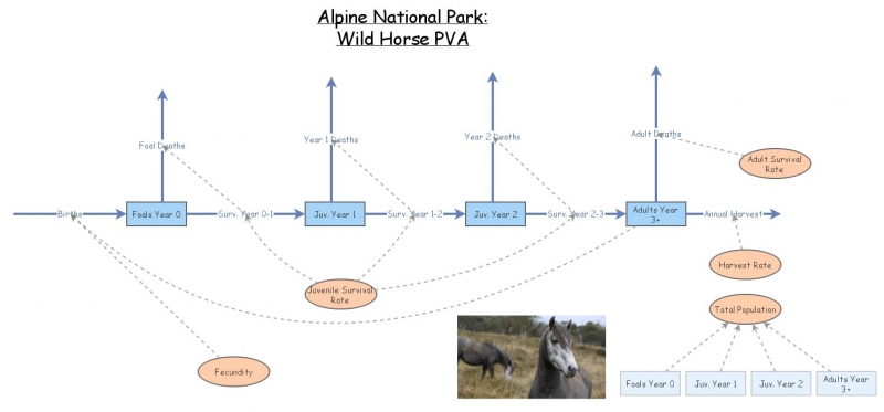 Wild Horse PVA | Insight Maker