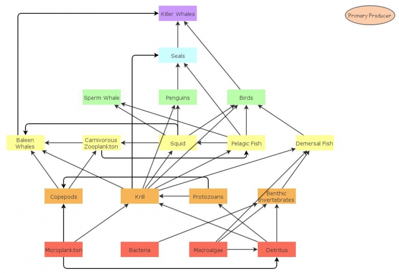 Antarctic Food Web Insight Maker Antarctic Food Web Insight Maker