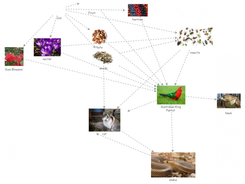 food web assignment insight maker