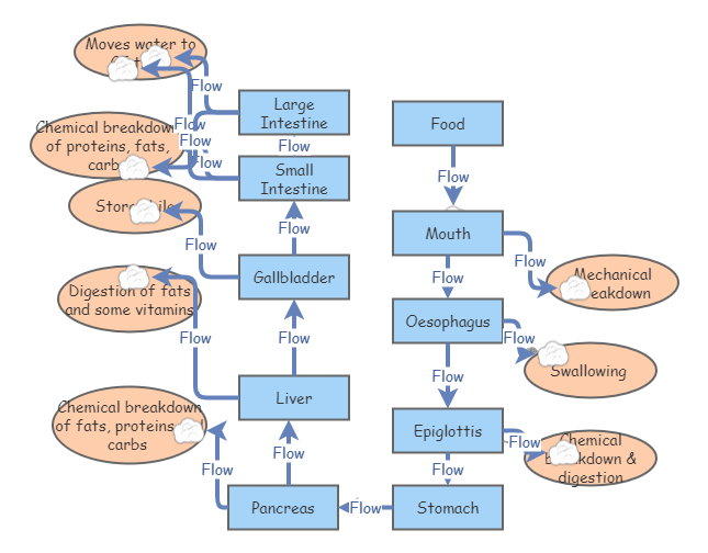 Bio Digestive System Flow Chart | Insight Maker