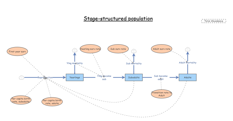 Structured Population Model Stage-structured population | Insight Maker