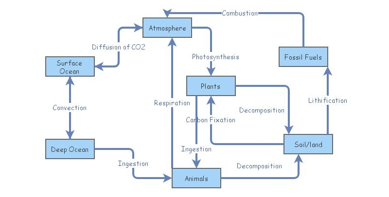 Carbon Cycle | Insight Maker