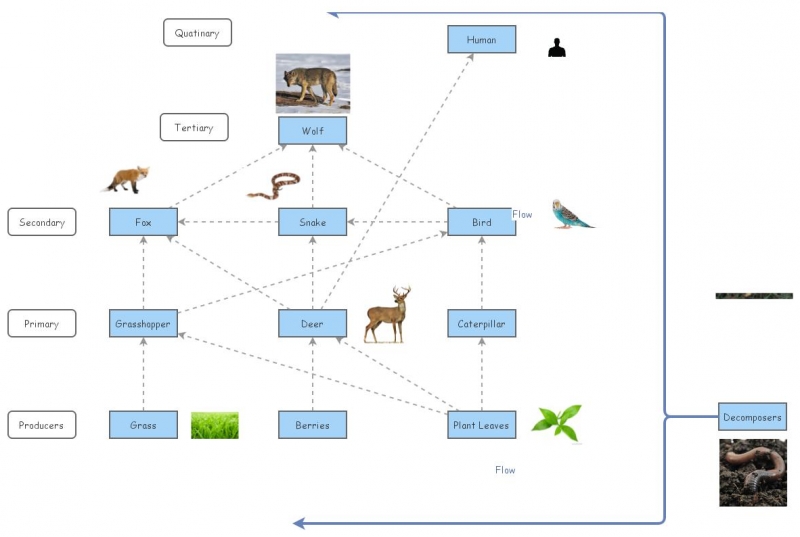 food web assignment insight maker