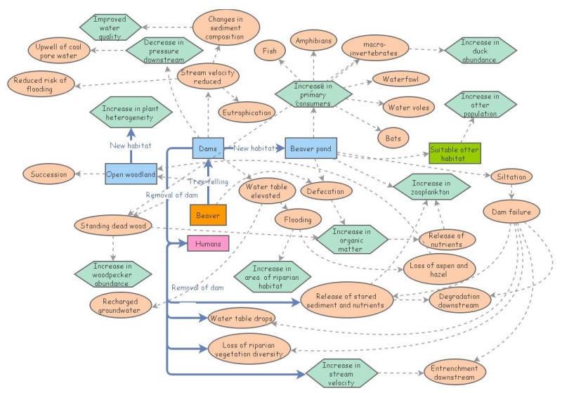 Beaver ecosystem model | Insight Maker