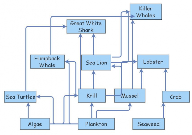 Marine Biome Food Web | Insight Maker