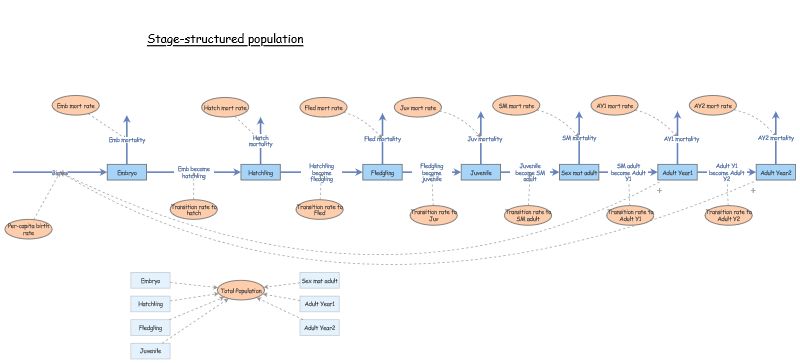 Stage-structured population Haruka | Insight Maker