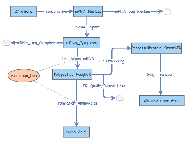 Protein Maker Protein Production | Insight Maker