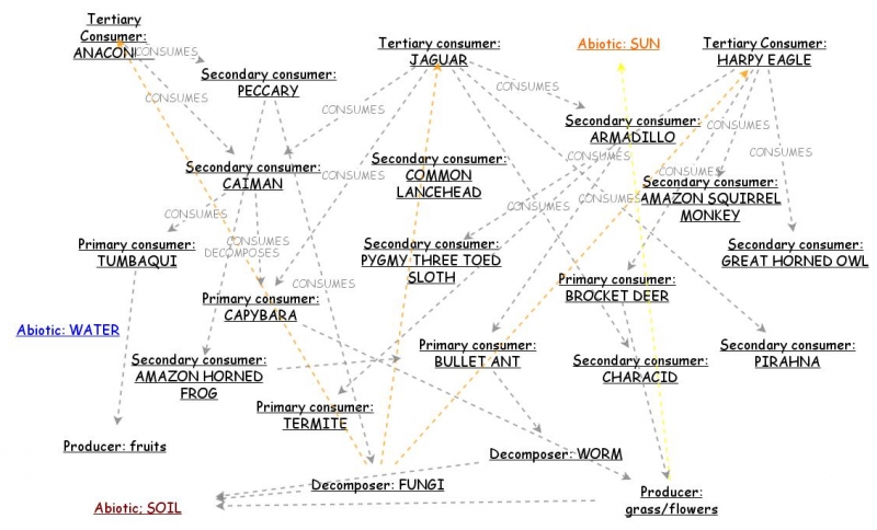 rainforest-food-web-insight-maker