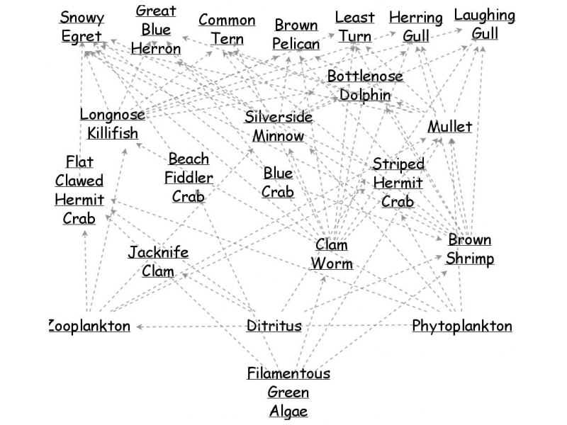 Oyster Reef Food  Insight Maker