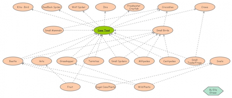 Clone of Cane Toad Food Web | Insight Maker