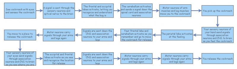 Example of Neuron Process | Insight Maker