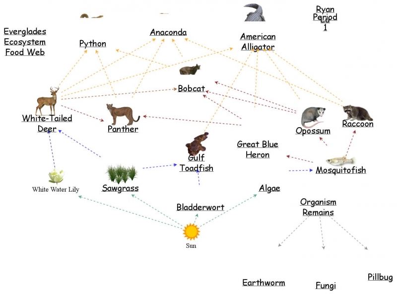 Everglades Ecosystem Food Web | Insight Maker