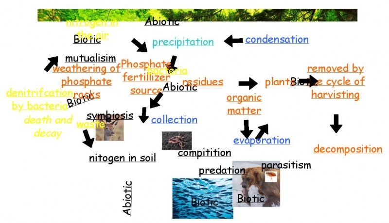 Diagram Insight Maker