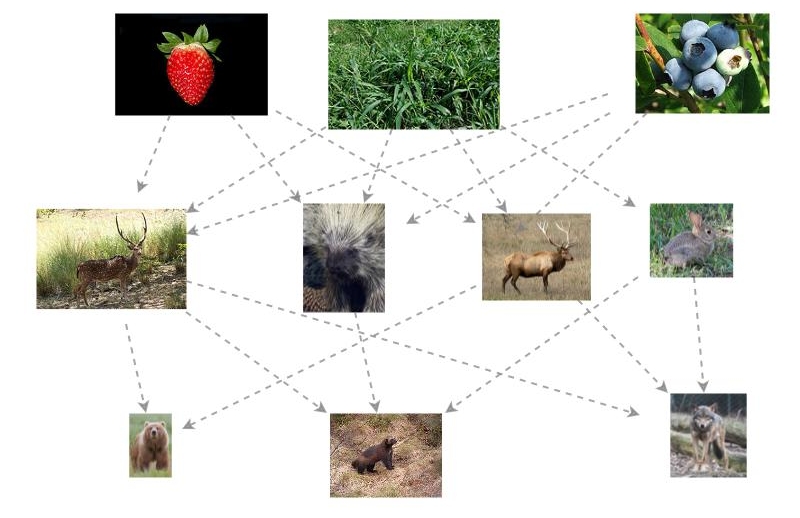 Food Web Insight Maker 0365